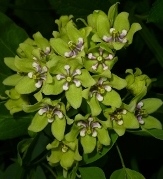 Green Milkweed, Green Antelopehorn, Asclepias viridis